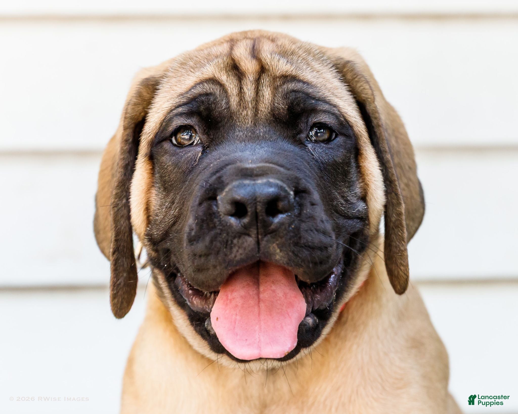English Mastiff dogs Murphy - Ad 2