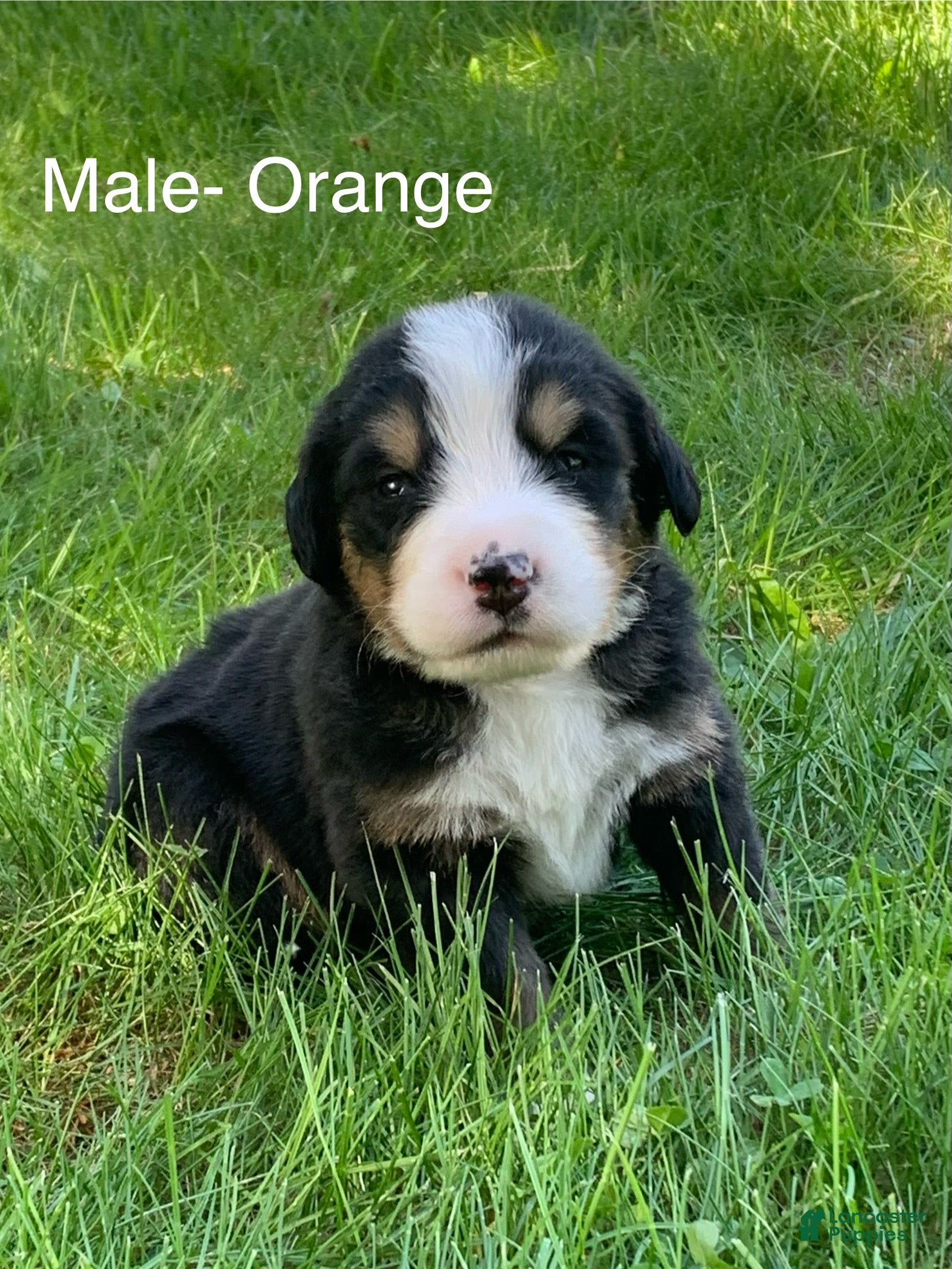 Bernese Mountain Dog dogs Bernese Mountain Dog -Orange Collar  - Ad 1