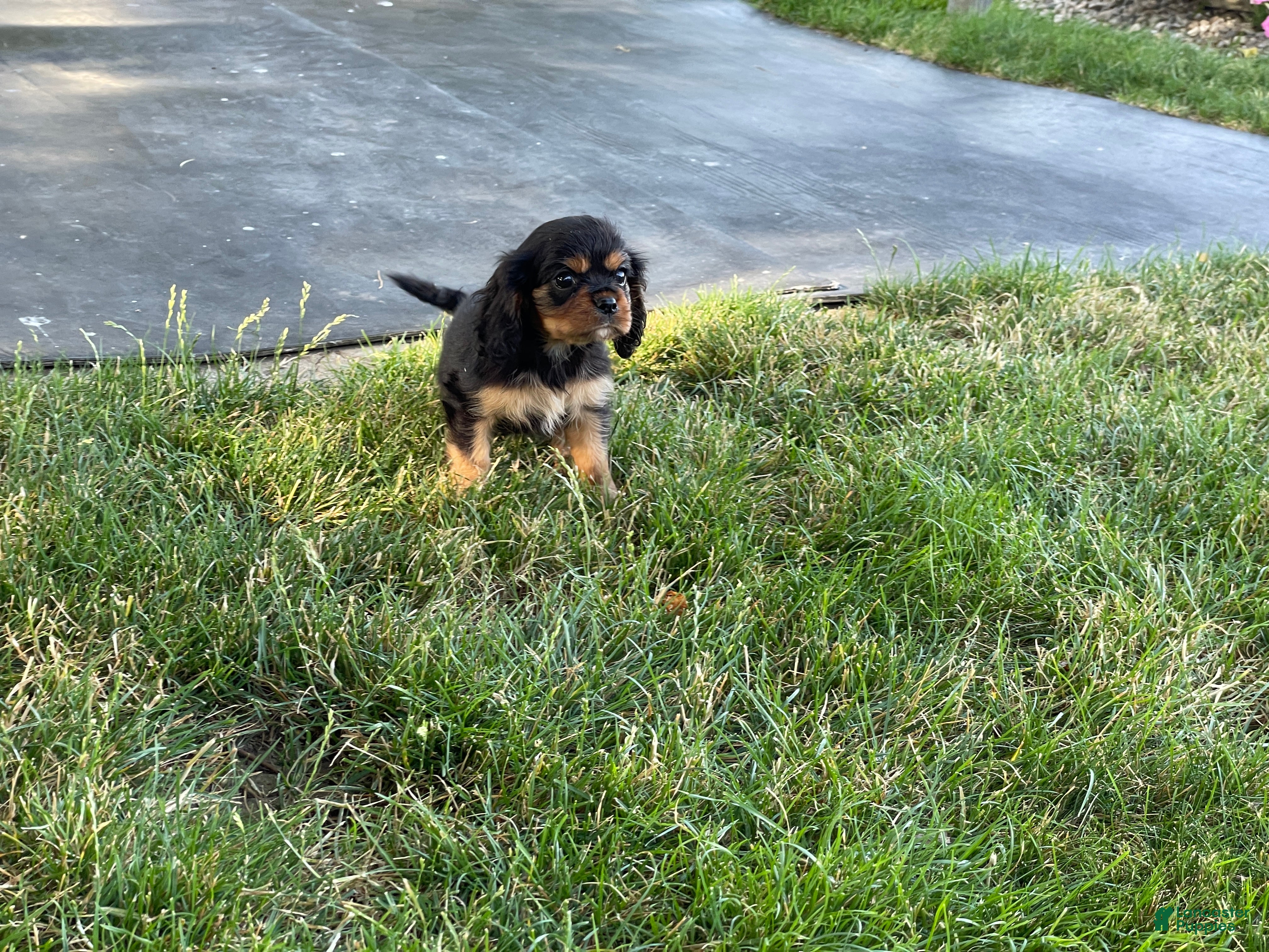 Cavalier King Charles Spaniel dogs Hazy Cavalier King Charles Spaniel  - Ad 2
