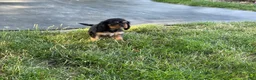 Cavalier King Charles Spaniel dogs for sale: Hazy Cavalier King Charles Spaniel  - Ad 2