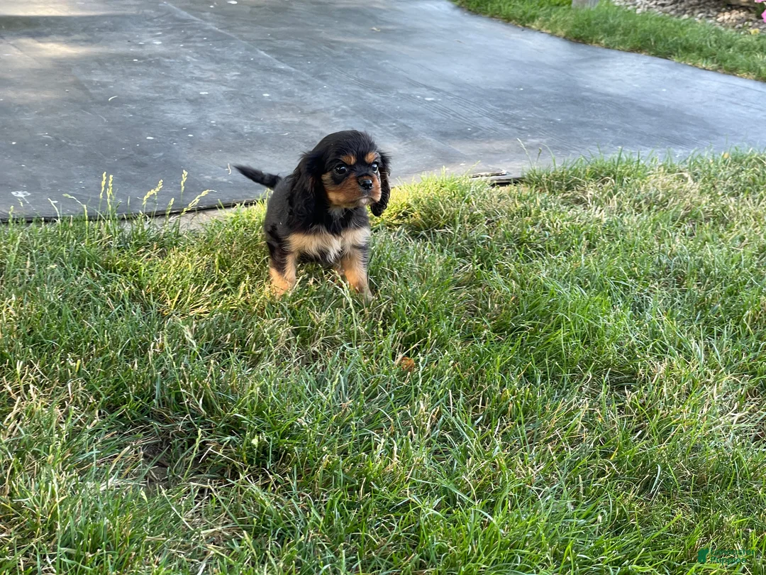 Cavalier King Charles Spaniel dogs for sale: Hazy Cavalier King Charles Spaniel  - Ad 2
