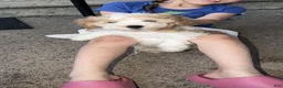 Mixed Breed dogs for sale: Mixed Breed 1 - Ad 3