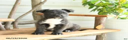 Mixed Breed dogs for sale: Bella   - Ad 5