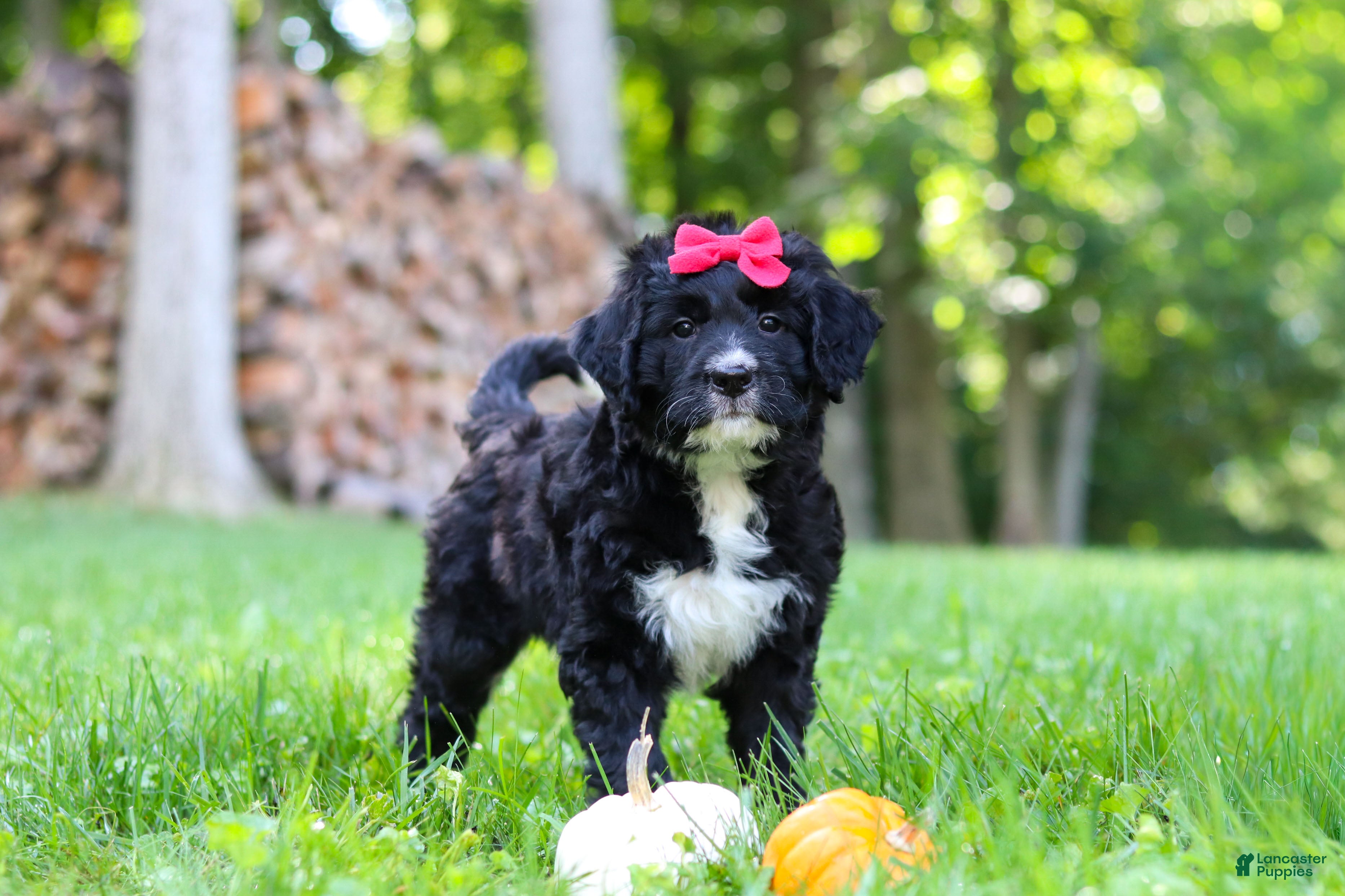Bernedoodle dogs Pumpkin - Ad 1