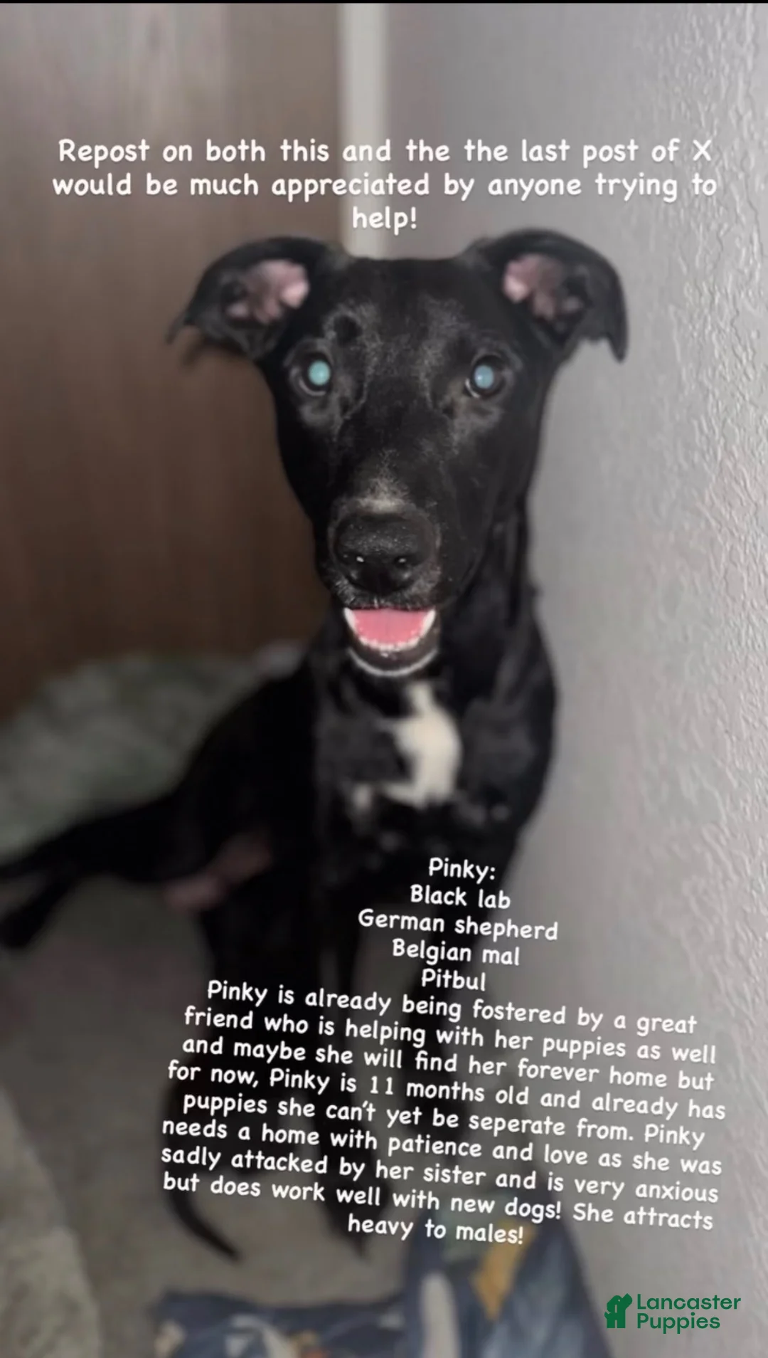 Mixed Breed dogs for sale: Purple - Ad 2