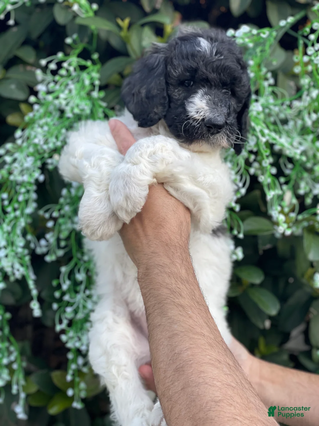 Goldendoodle dogs for sale: Mandy - Ad 4