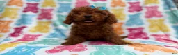 Cavapoo dogs for sale: Dora - Ad 3
