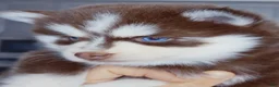 Pomsky dogs for sale: Scarlett - Ad 5