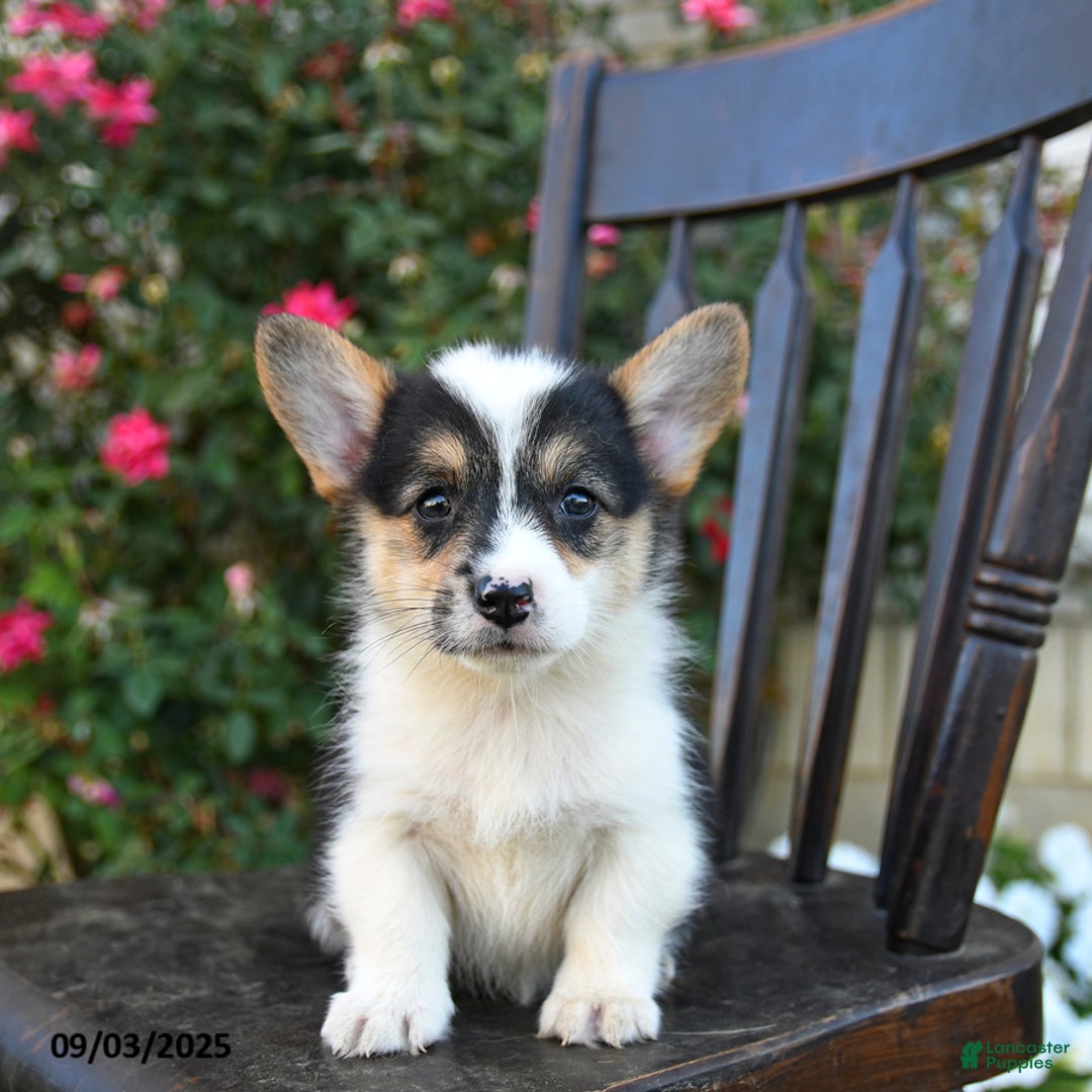 Welsh Corgi Pembroke dogs for sale: Cisca - Ad 1