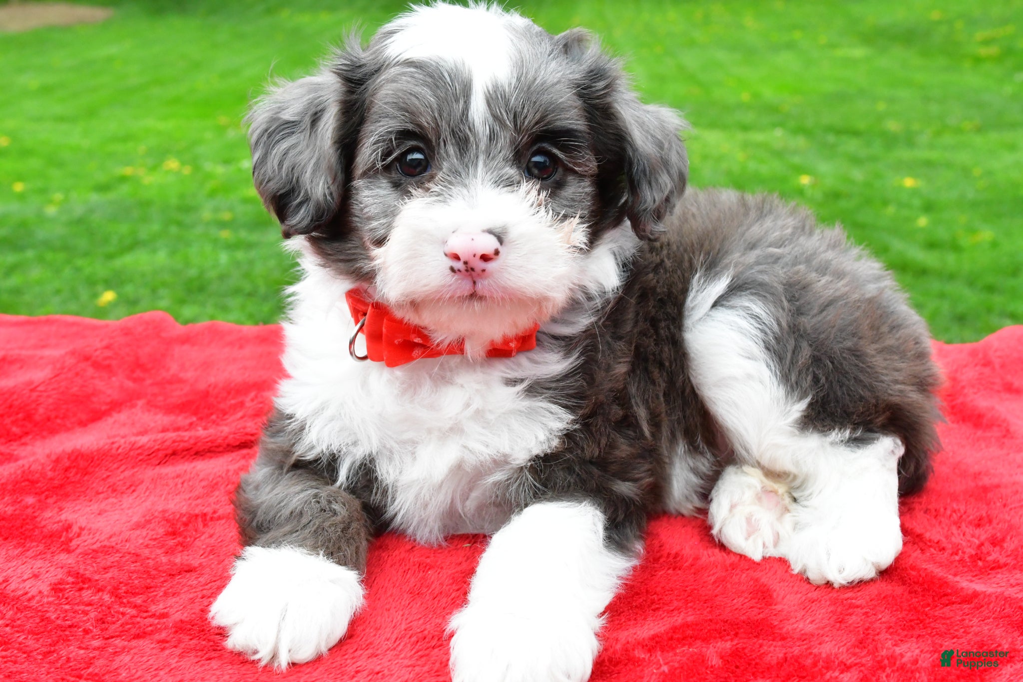 Mini Aussiedoodle dogs Barney - Ad 2