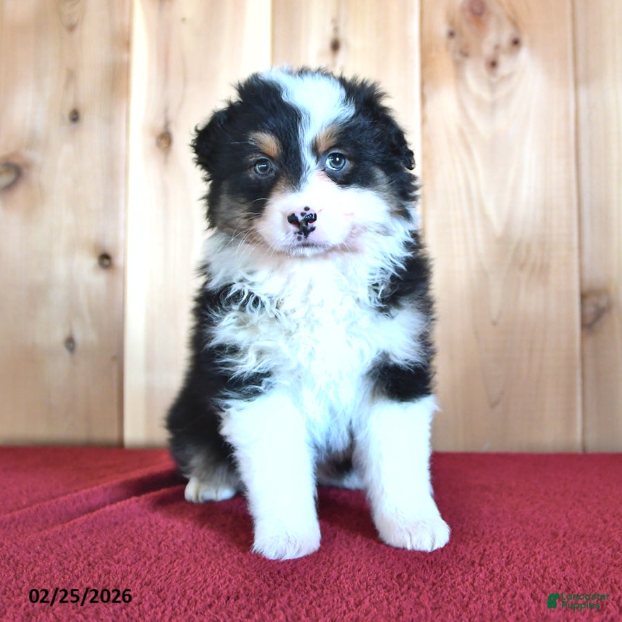 Australian Shepherd dogs Ivy - Ad 1