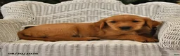 Golden Retriever dogs for sale: Brenna - Ad 3