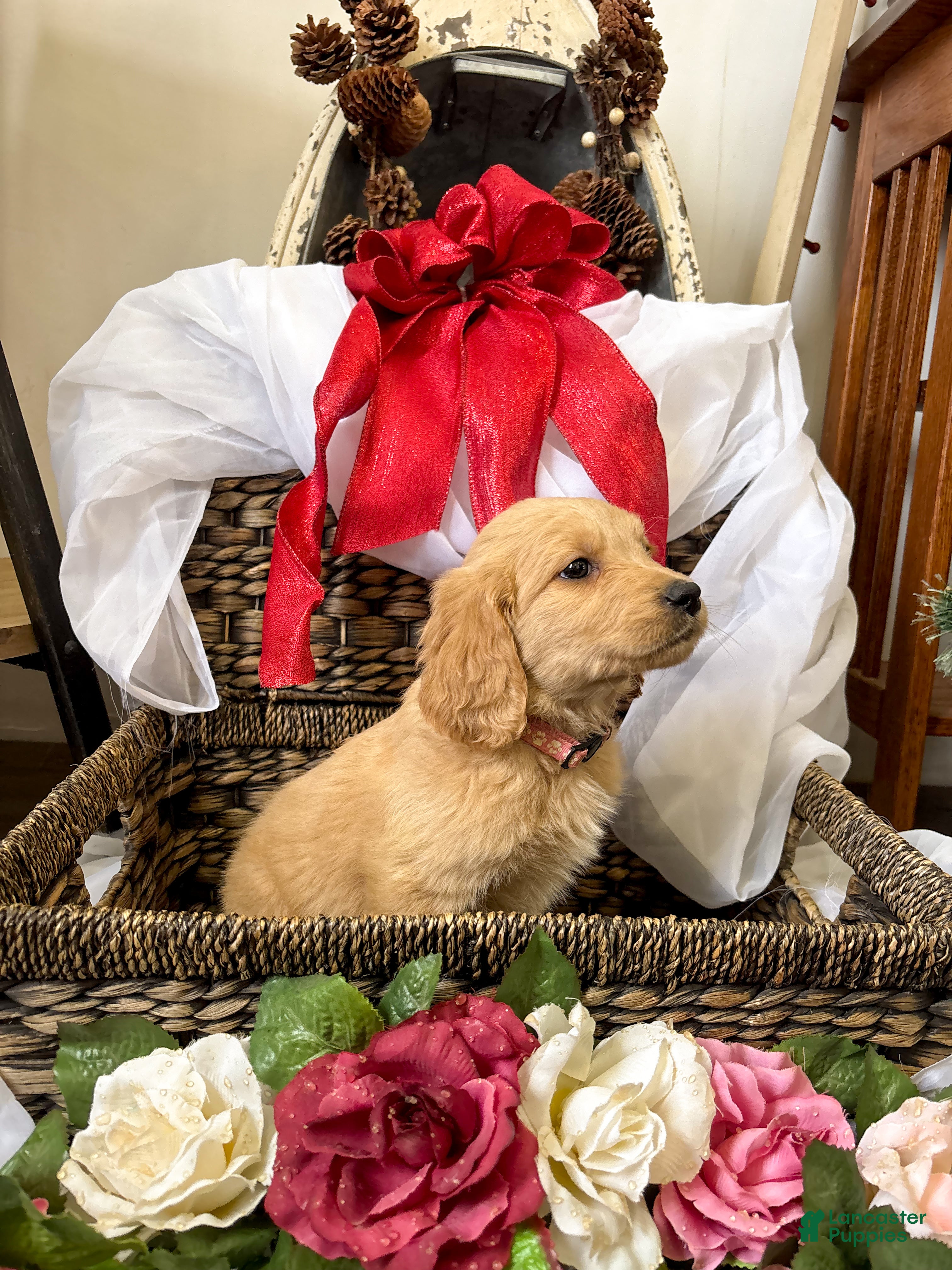 Goldendoodle dogs Caramel - Ad 17