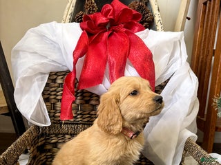Goldendoodle dogs Caramel - Ad 37
