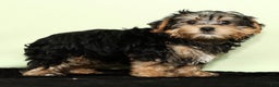 Yorkiepoo dogs for sale: Hayden - Ad 1