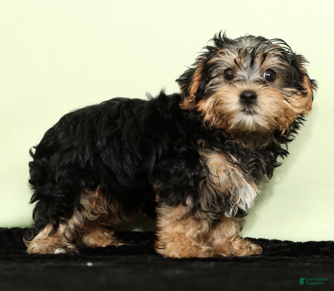 Yorkiepoo dogs for sale: Hayden - Ad 1