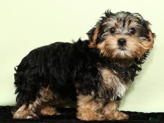 Yorkiepoo dogs Hayden - Ad 29