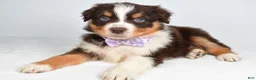 Australian Shepherd dogs for sale: Balia  - Ad 4