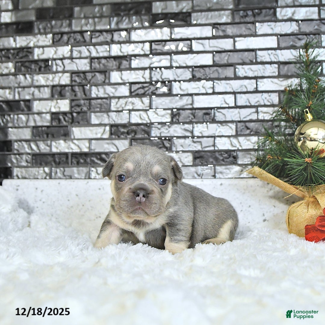 French Bulldog dogs for sale: Lance  - Ad 2