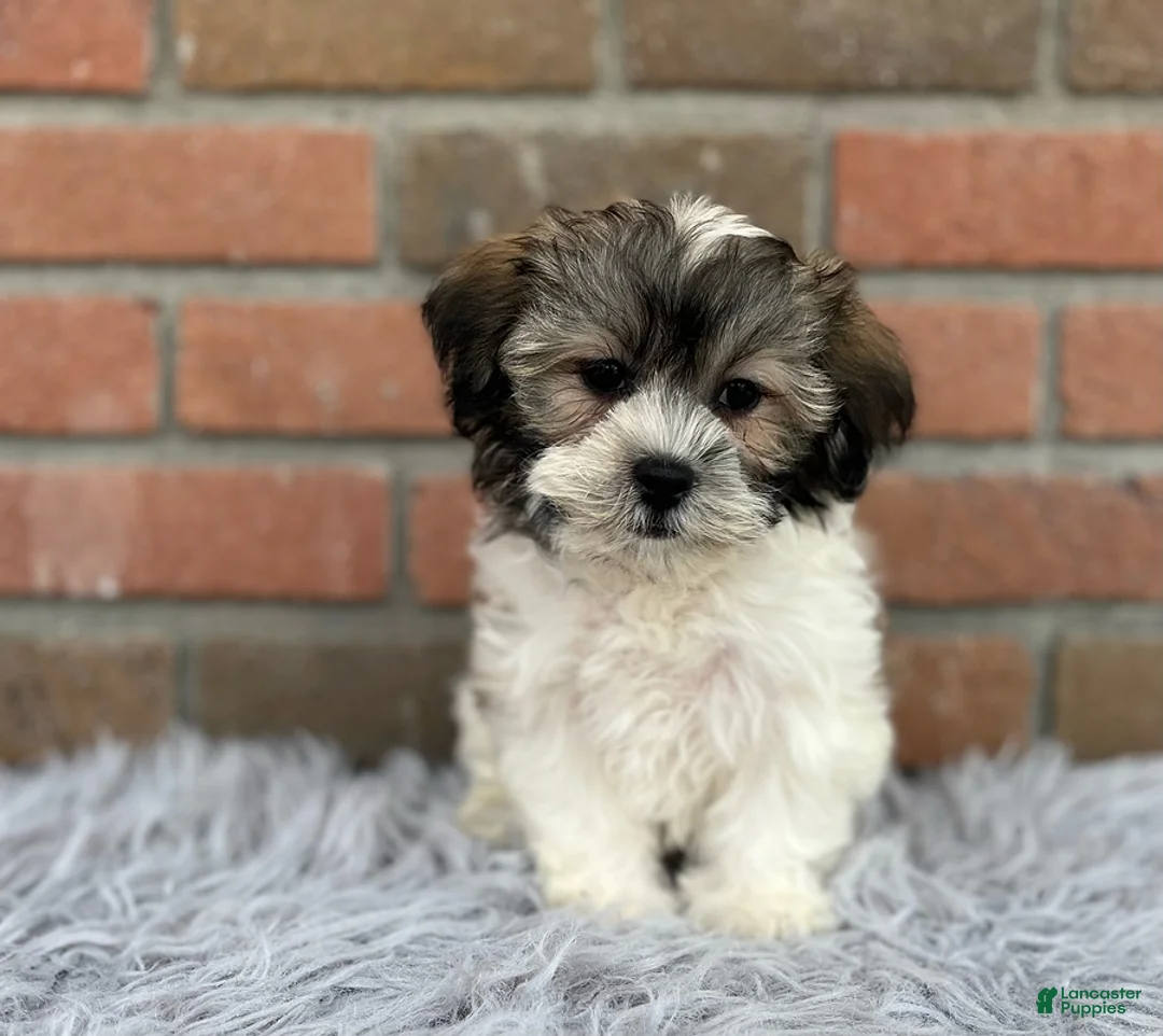 Teddy Bear dogs for sale: Mandie - Ad 2