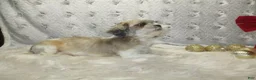 Shihpoo dogs for sale: PIXIE - Ad 7