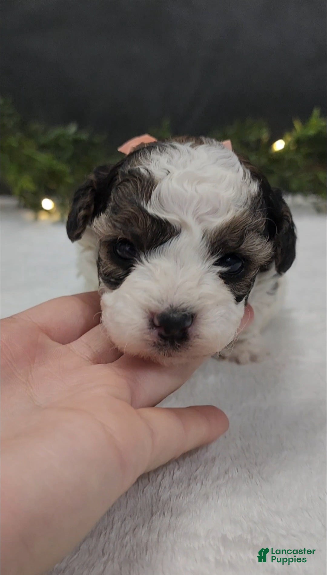 Miniature Poodle dogs for sale: Daisy - Ad 3