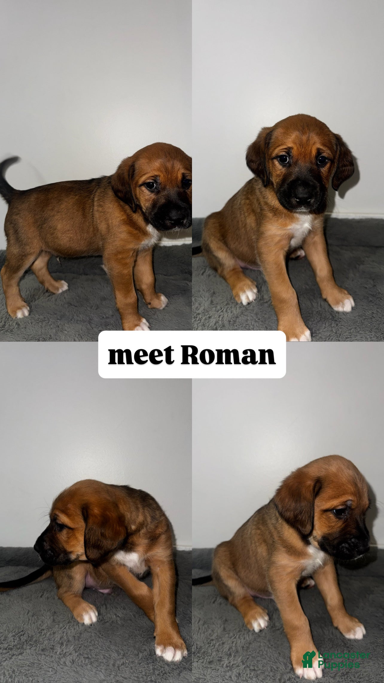 Mixed Breed dogs Roman - Ad 7
