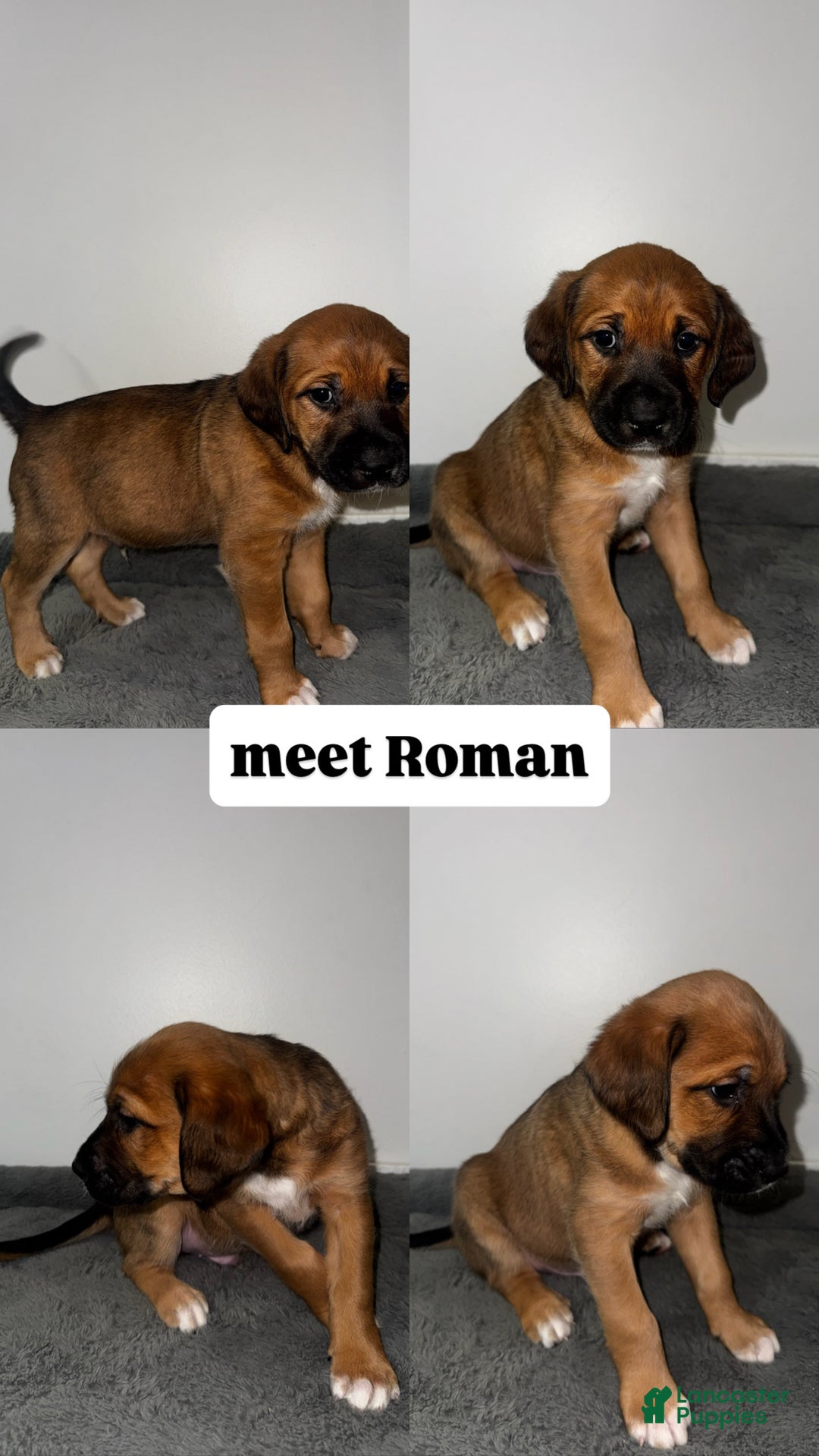 Mixed Breed dogs for sale: Roman - Ad 1