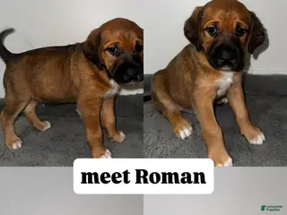 Mixed Breed dogs Roman - Ad 13