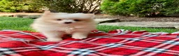 Pomeranian dogs for sale: Piper - Ad 4