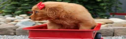 Golden Retriever dogs for sale: Quinton💙 - Ad 8