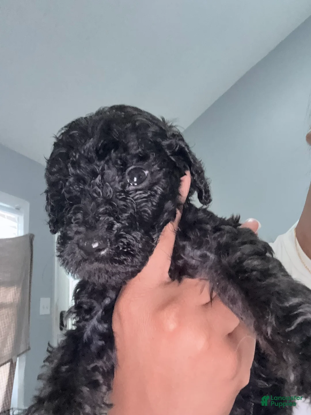 Double Doodle dogs for sale: Blue - Ad 2