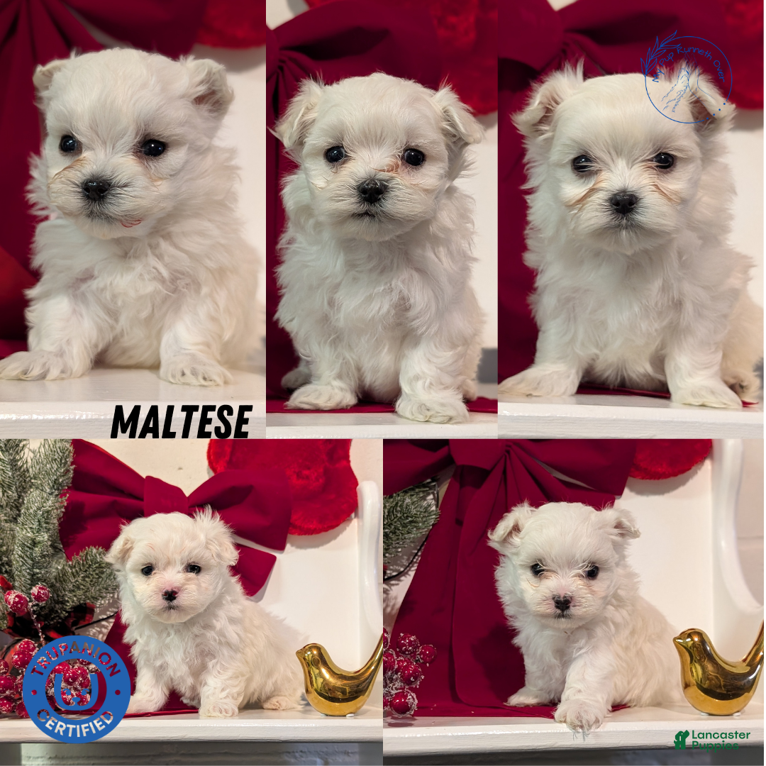 Maltese dogs Kya - Ad 14
