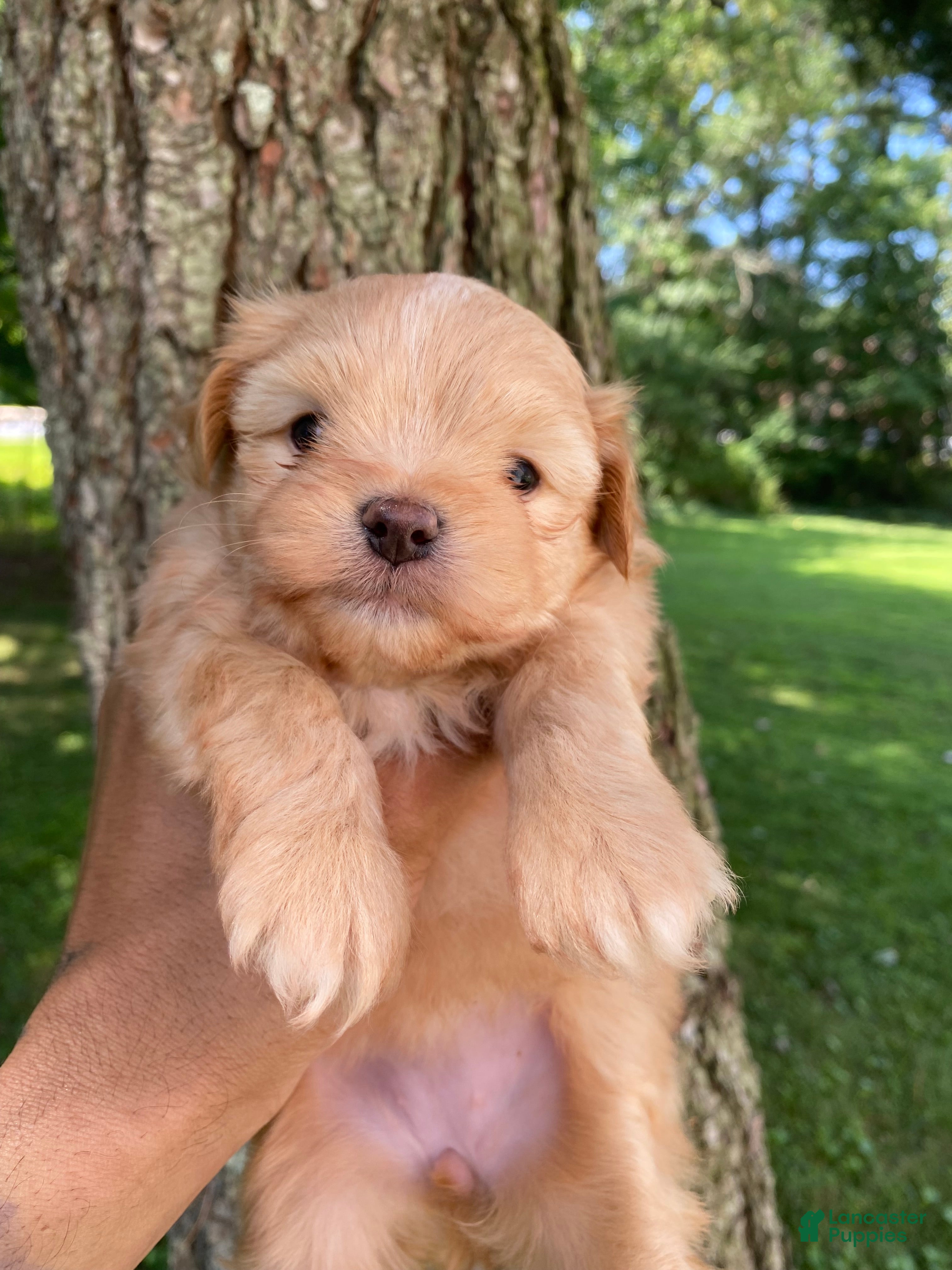 Yorkiepoo dogs for sale: Yorkiepoo 5 - Ad 1
