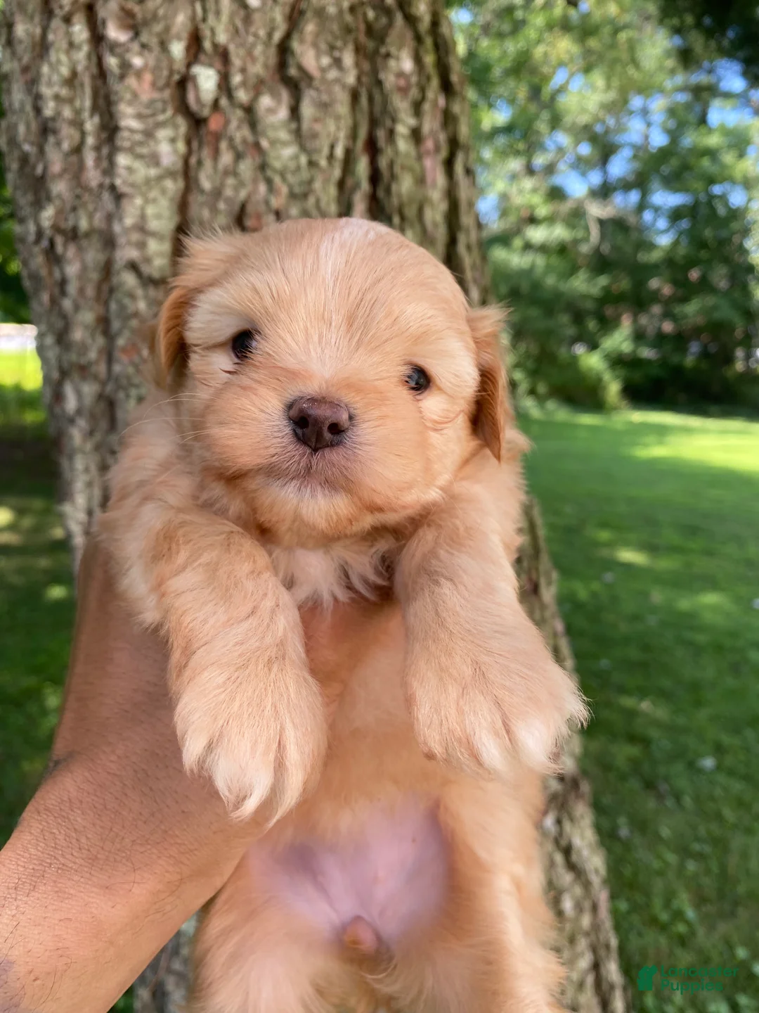 Yorkiepoo dogs for sale: Yorkiepoo 5 - Ad 1