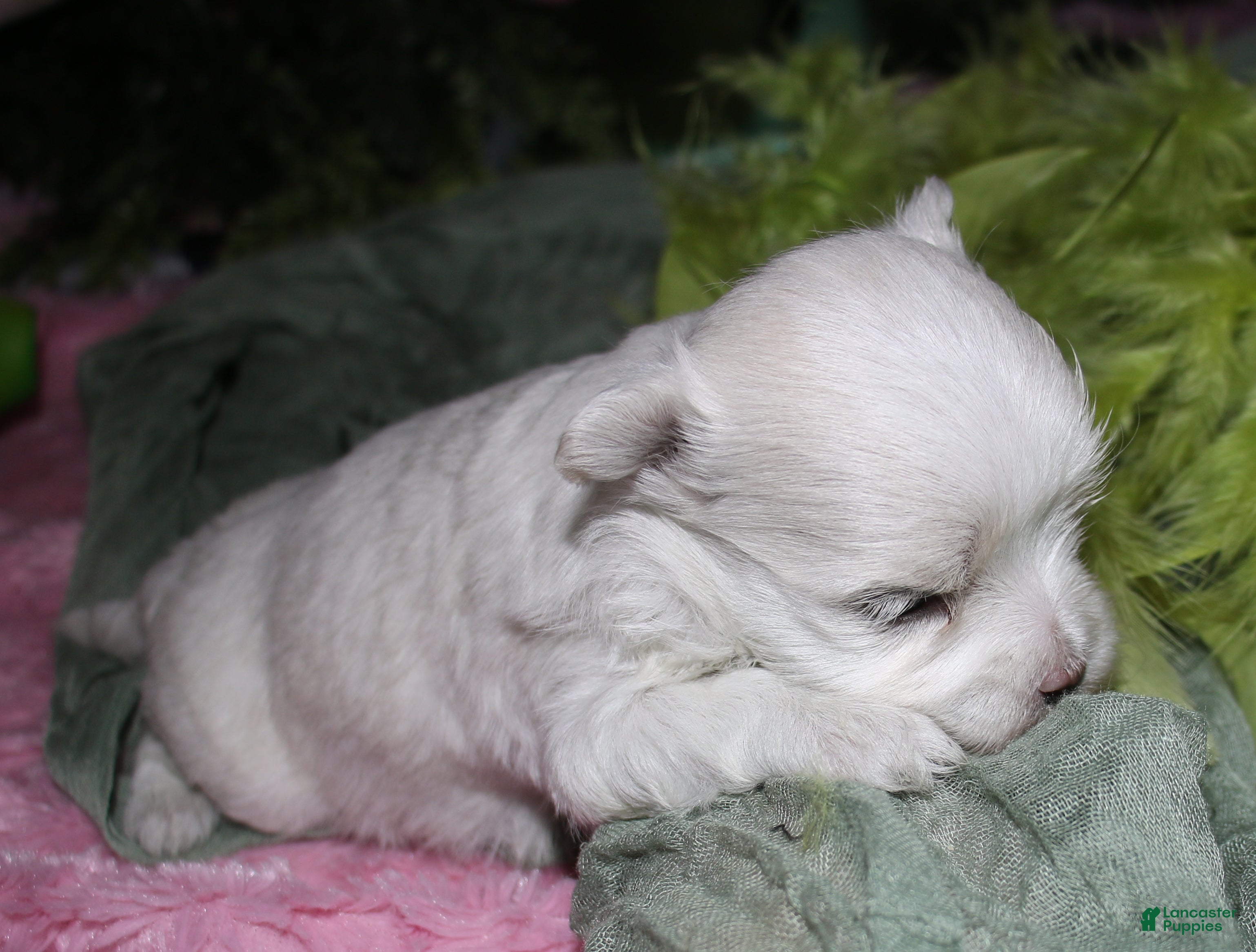 Maltese dogs for sale: Conrad - Ad 5