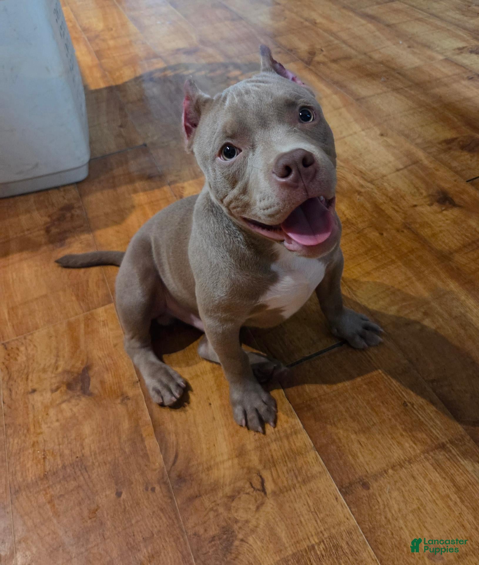 American Bully dogs American Bully 1 - Ad 2