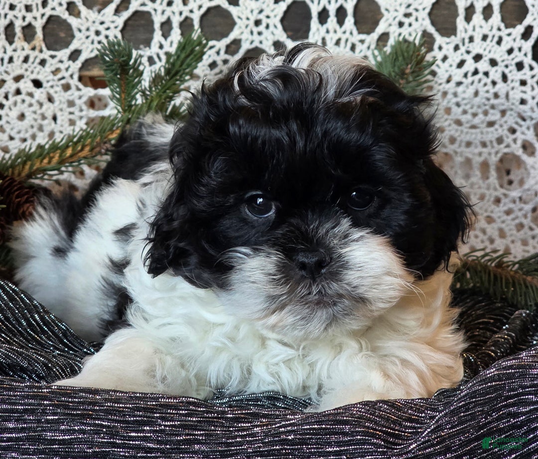 Shihpoo dogs for sale: Jorge - Ad 2