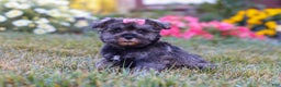 Miniature Schnauzer dogs for sale: Millie - Ad 42