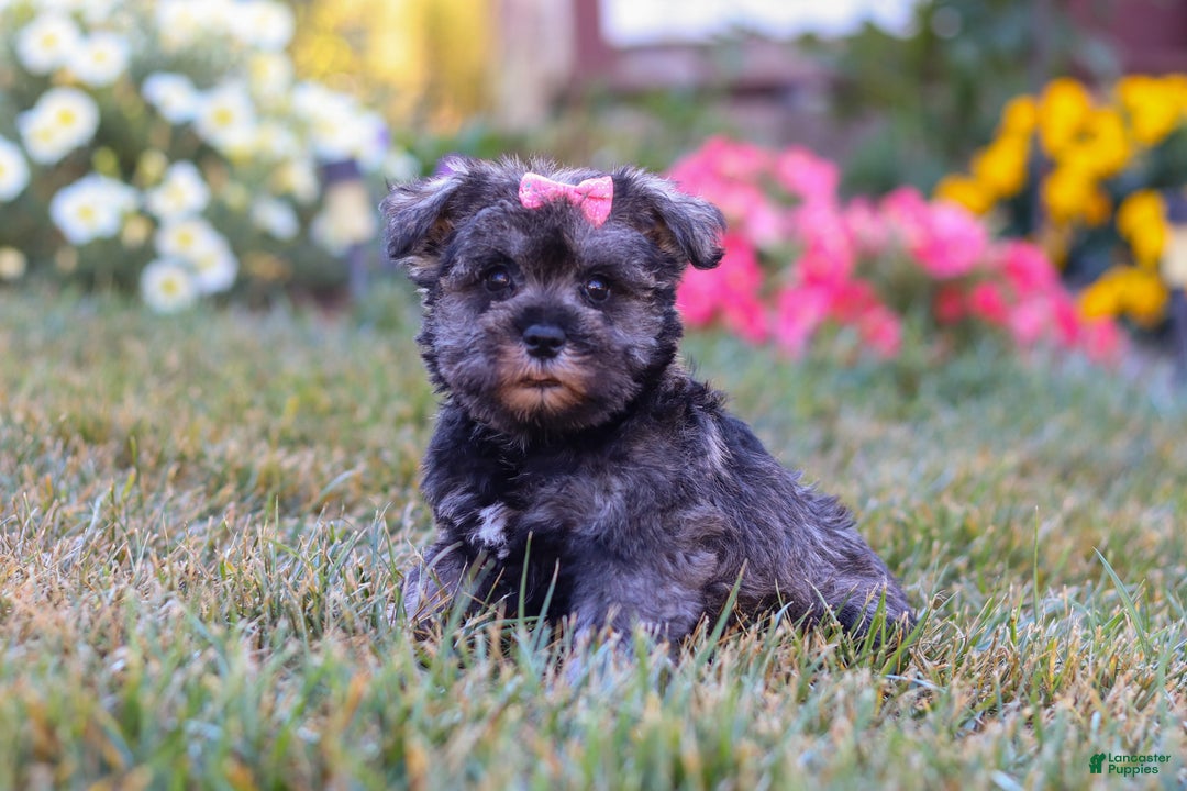 Miniature Schnauzer dogs for sale: Millie - Ad 42