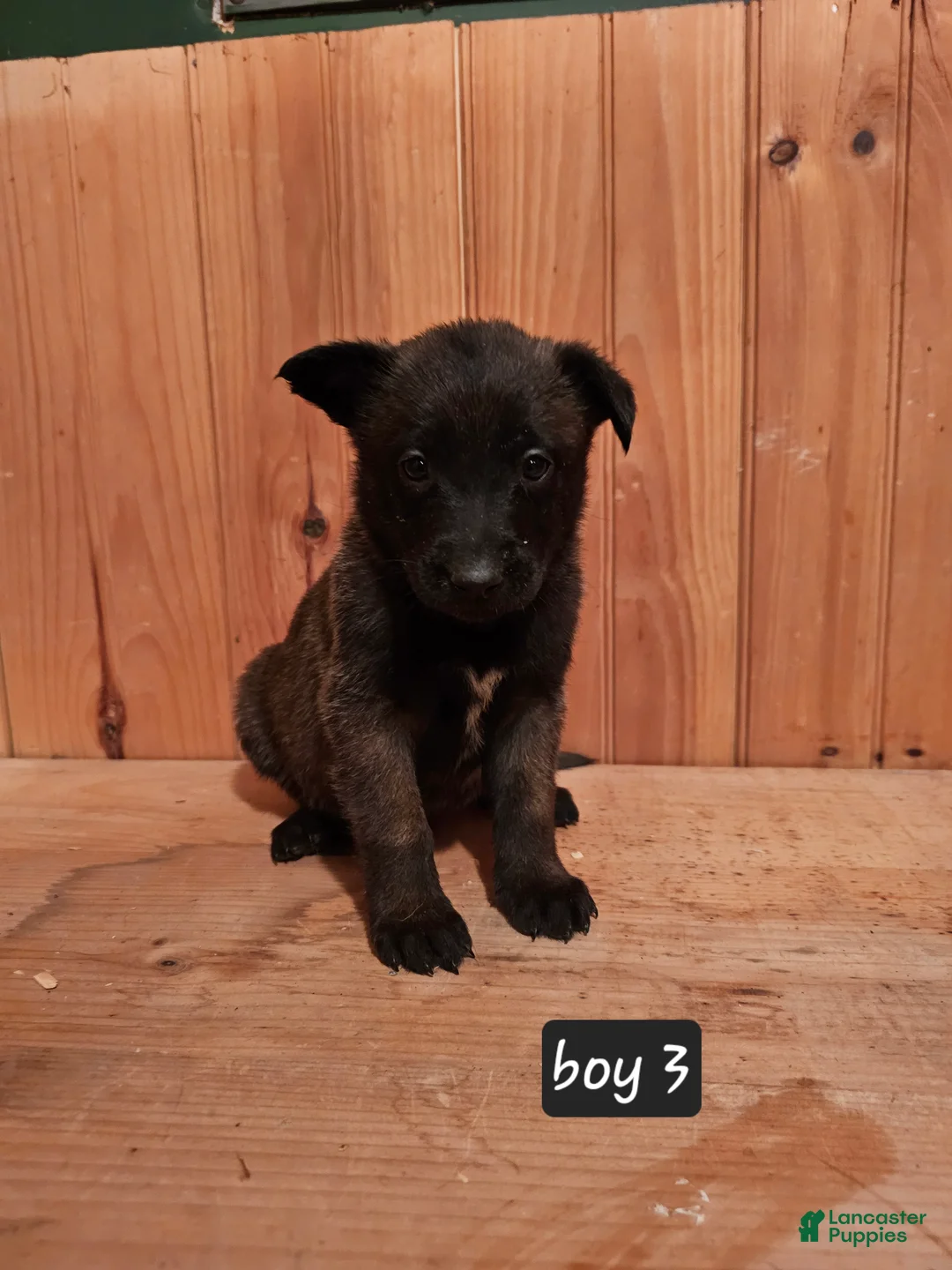 Belgian Malinois dogs for sale: Belgian Malinois Puppy 3 - Ad 3