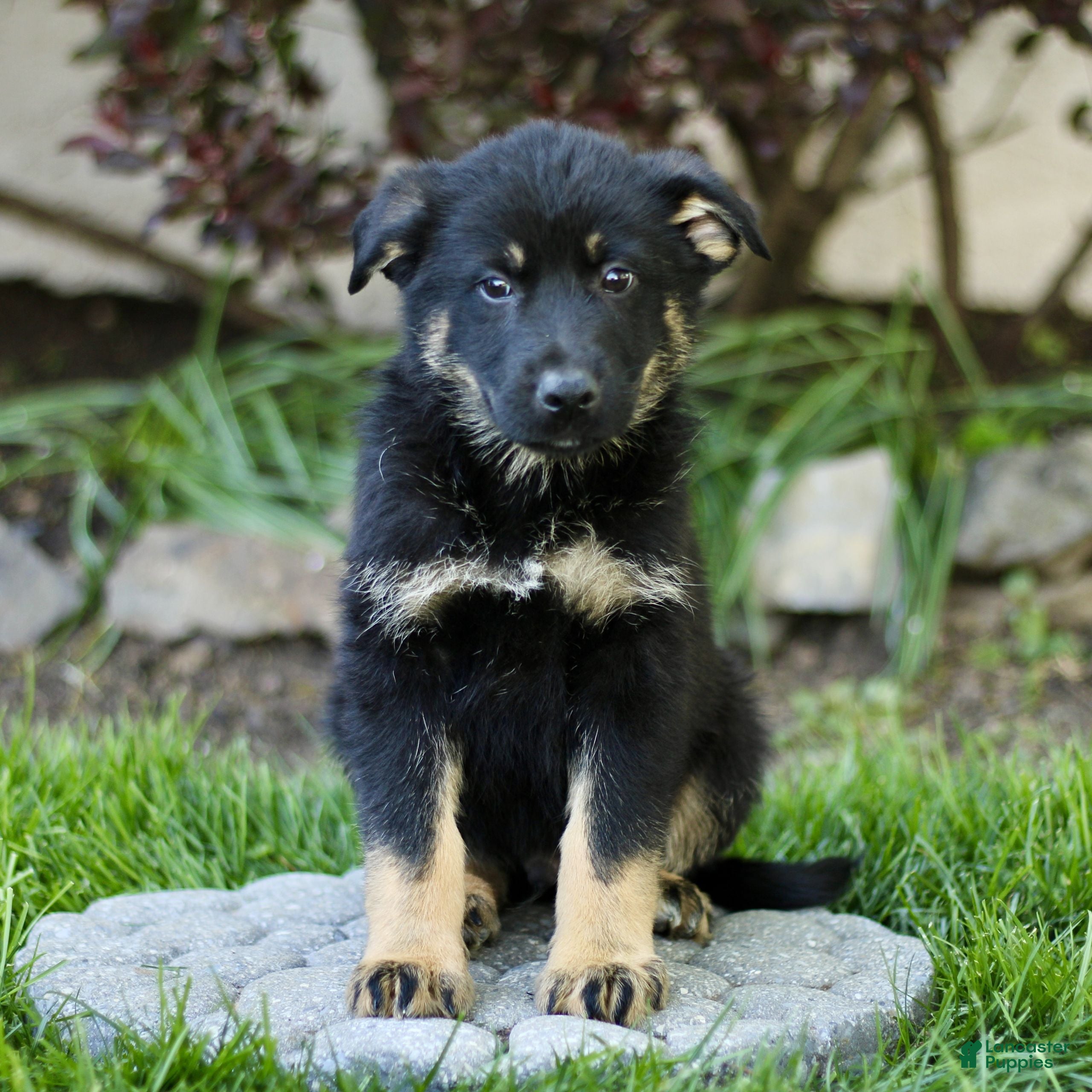 Mixed Breed dogs Oden  - Ad 2