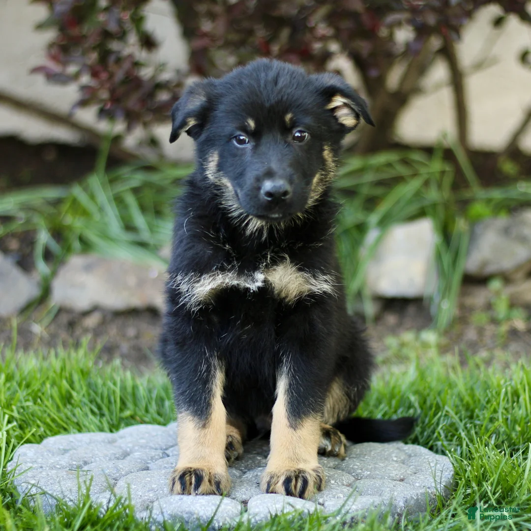 Mixed Breed dogs for sale: Oden  - Ad 2