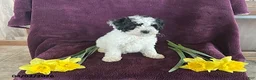 Miniature Poodle dogs for sale: Bella - Ad 2