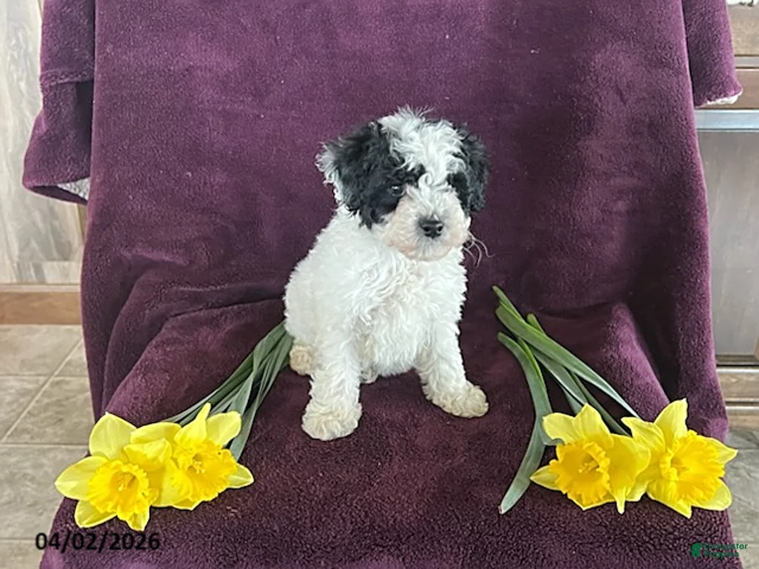 Miniature Poodle dogs for sale: Bella - Ad 2