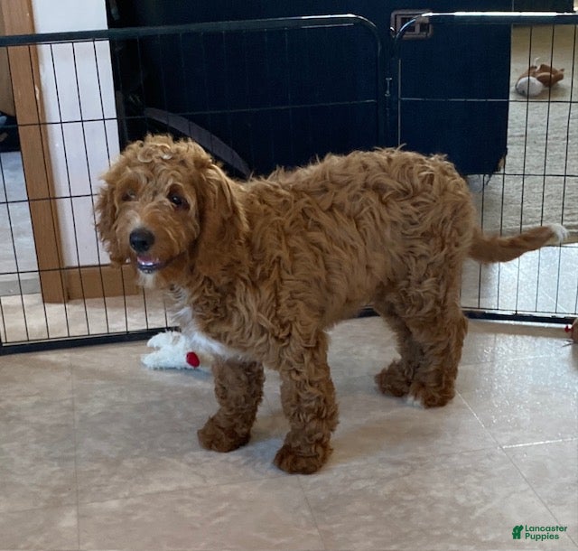 Mini Goldendoodle dogs Lucky-medium - Ad 2