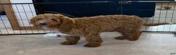 Mini Goldendoodle dogs for sale: Lucky-medium - Ad 2
