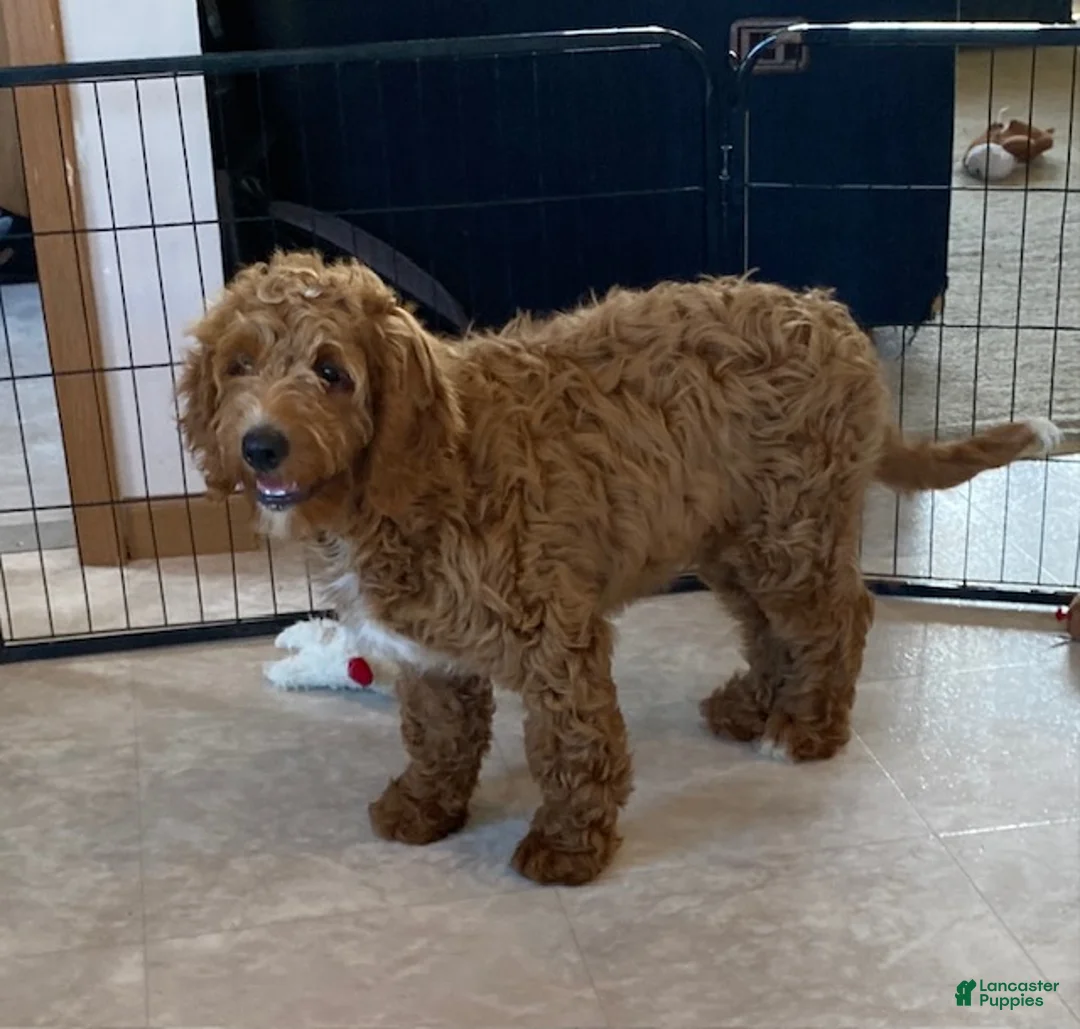 Mini Goldendoodle dogs for sale: Lucky-medium - Ad 2