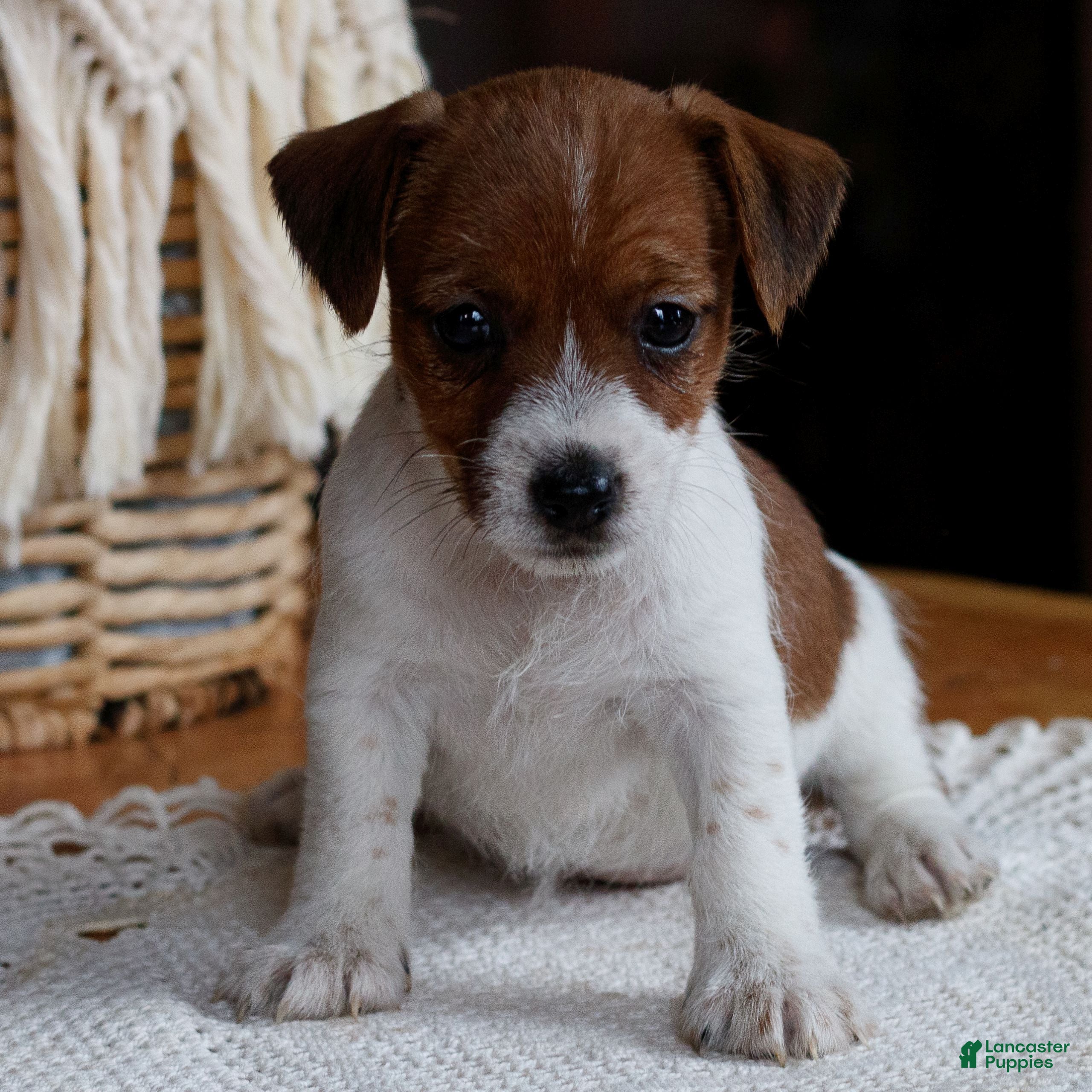 Mixed Breed dogs Brownie  - Ad 3