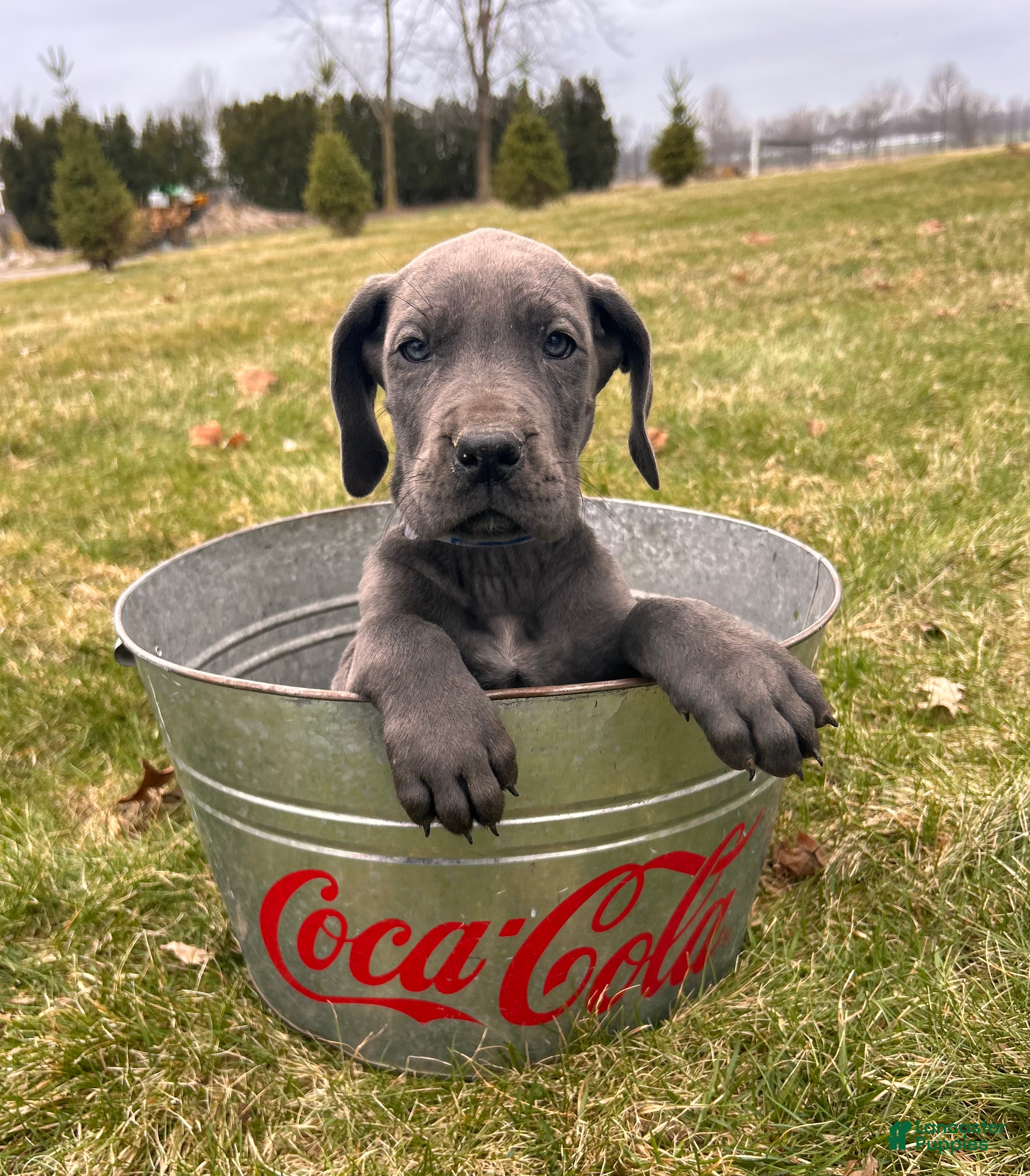 Great Dane dogs Raine - Ad 2